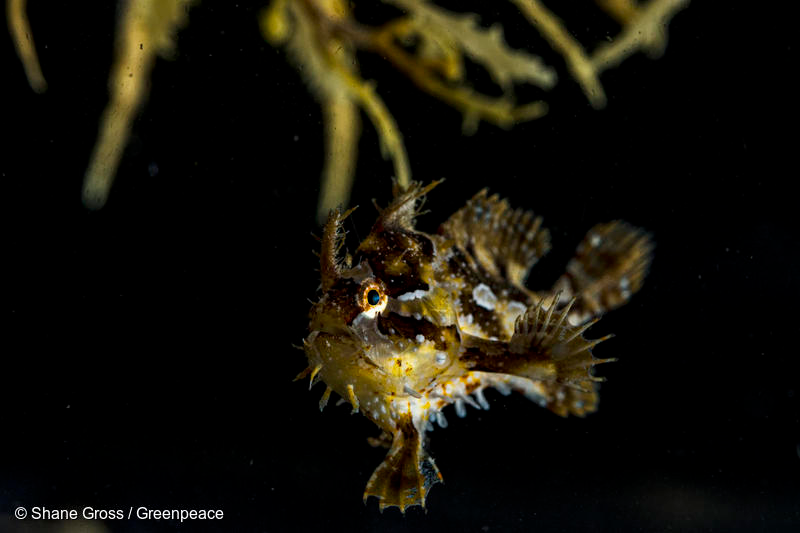 The sargassum frog fish.